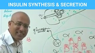 Insulin Function Types | Synthesis Secretion & Regulation | Diabetes💊