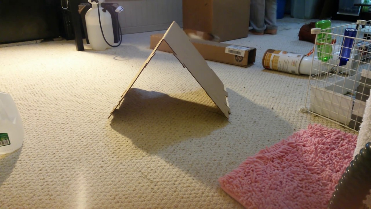 Playing chase with Rex the guinea pig