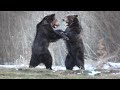 Best bear fight ever - Carpathian Mountains