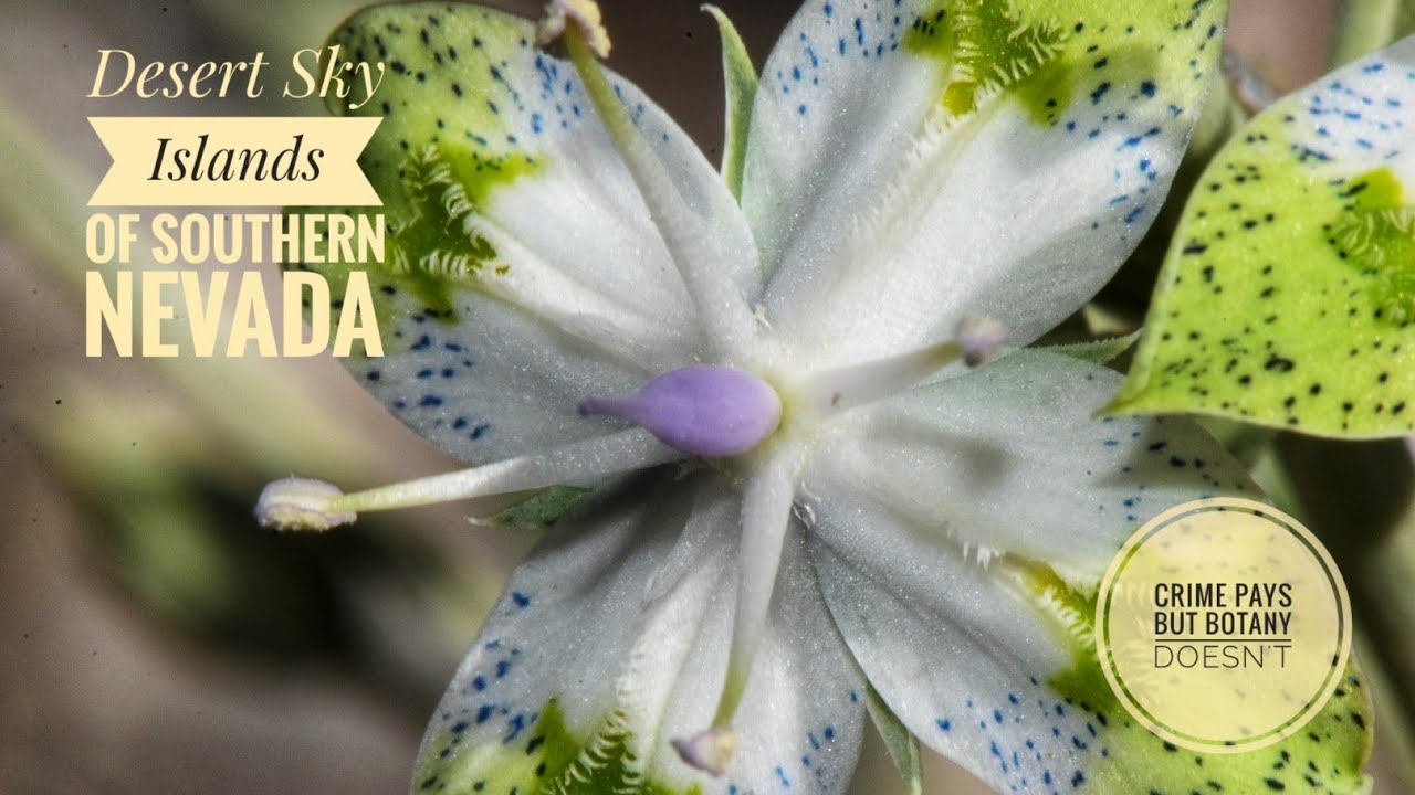 Desert Sky Islands of Southern Nevada