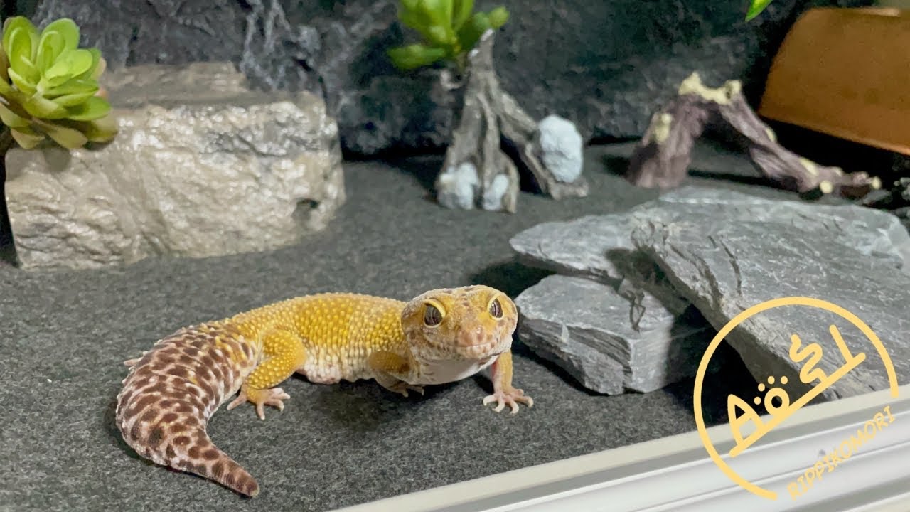 마쿤이의 New 초호화 하우스 입주