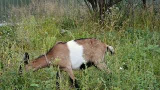 goat eats green grass in yard of farm russian village by TMA WORLD No views 1 month ago 17 seconds