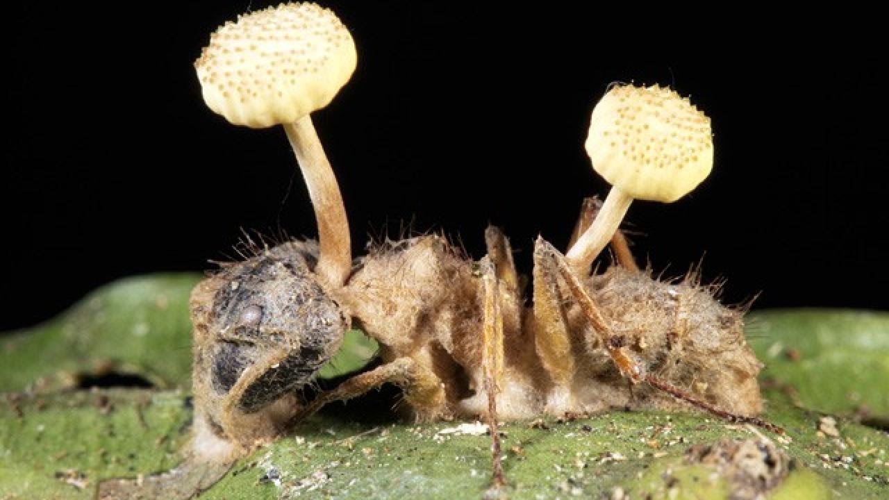 Вирус споры грибов. Кордицепс однобокий. Кордицепс муравей зомби. Гриб паразит кордицепс однобокий. Кордицепс однобокий зомбирующий муравьев гриб.