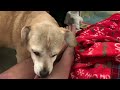 Cute DOG FOX Licks MaMa S Beautiful Legs To Immediately Help Viraldogvideo Lick Dogkisses Cute DOG FOX Licks MaMa S Beautiful Legs To Immediately Help Viraldogvideo Lick Dogkisses