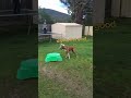 Smart Dog Wants to Bounce on Trampoline