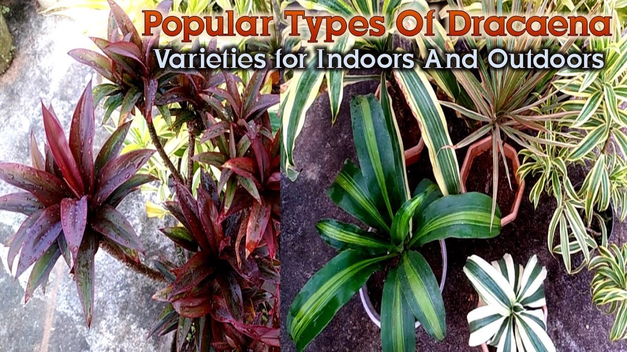 Different Types Of Dracaena plant Varieties for Indoor and Outdoor by  Garden Gyan