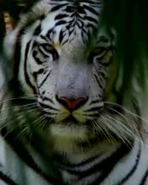 || story wa || HARIMAU SILIWANGI Terbaru 2021 ( by Caruban nagari)