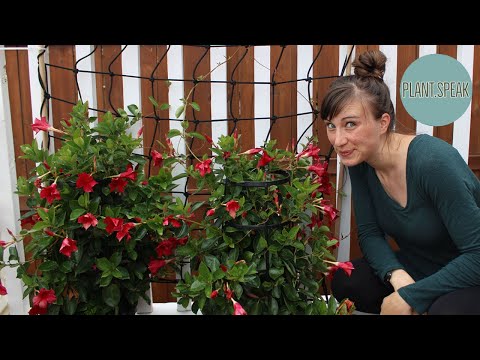 Mandevilla sanderi - how to grow/rocktrumpet/tropical climbers/plant profile