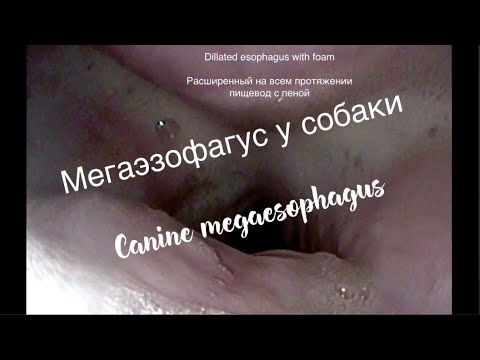 Canine megaesophagus / Мегаэзофагус у собаки