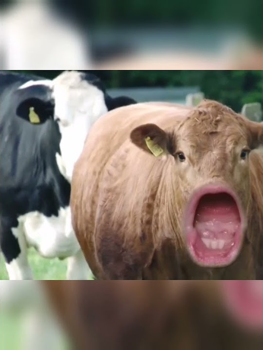 Funny talking cow farts #moo