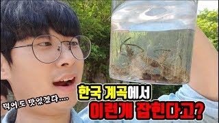 힐링시원) 계곡에서 한국랍스터 잡았습니다!!!이게 잡힌다고...?짱큰데?!!? [정브르]