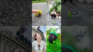 Serangga Bunga và Transformasi Burung Raja Udang! 🐞🐦🌿