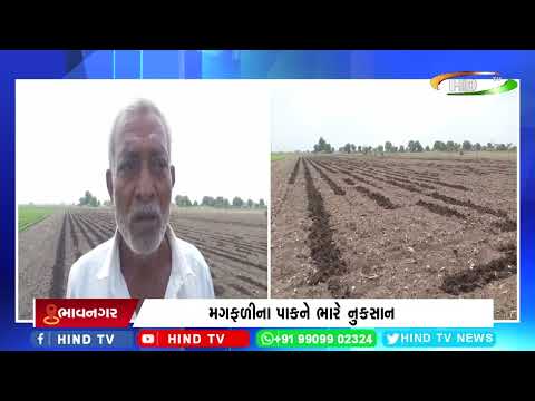 ભાવનગરમાં પાંચ ટોબરા ગામે ભૂંડનો આતંક