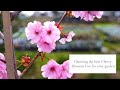 Choosing the best cherry blossom tree for your garden