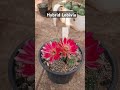 #cactus #cactusflower #cactuslover #flowers #latamangeshkar