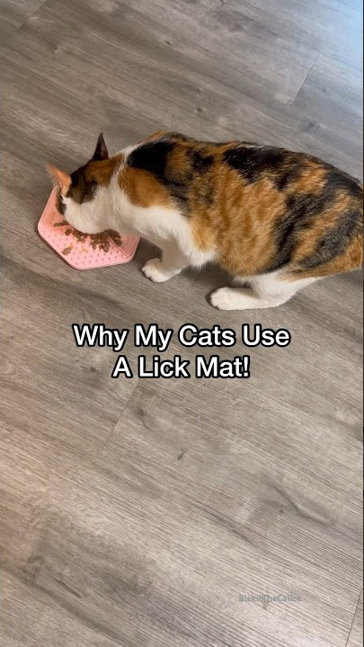 Lick Mat Recipes for Cats Ep 1