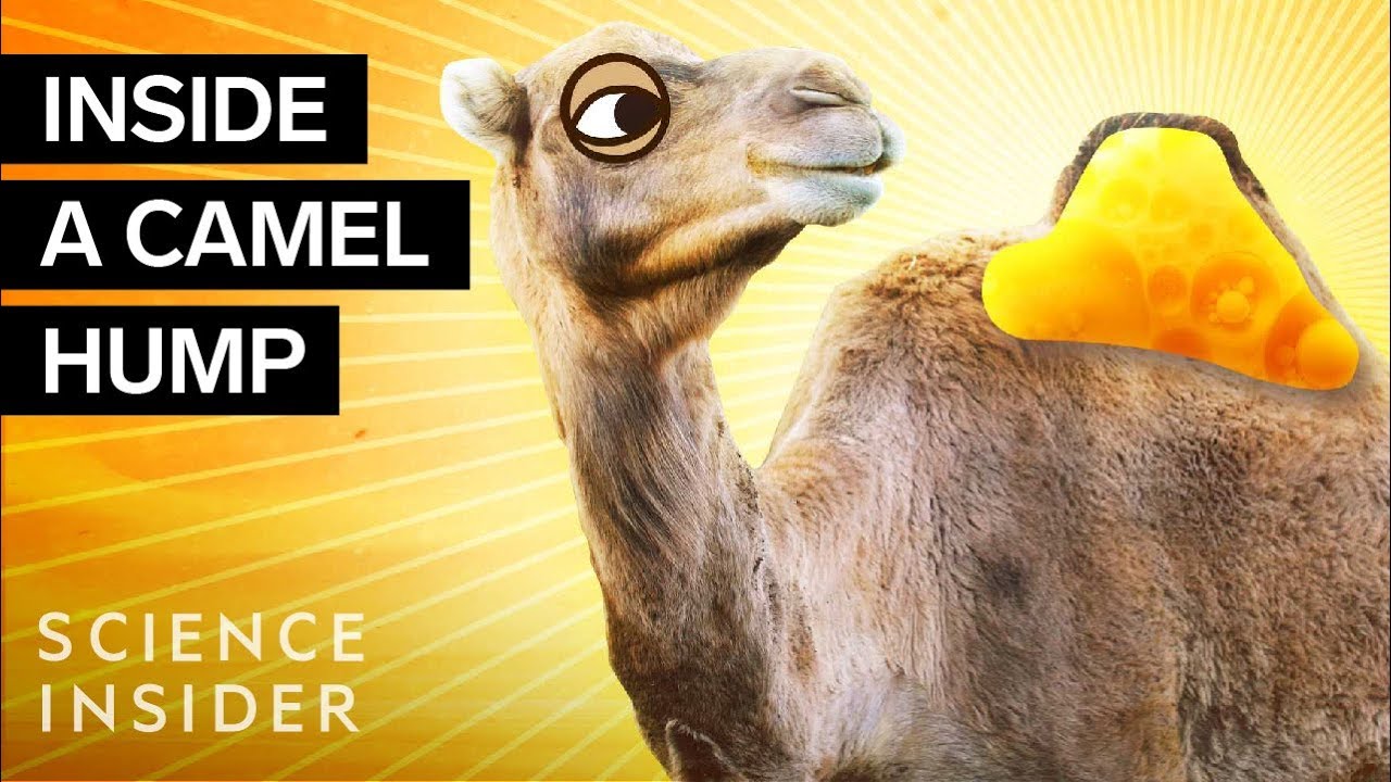 What's Inside A Camel Hump? - YouTube