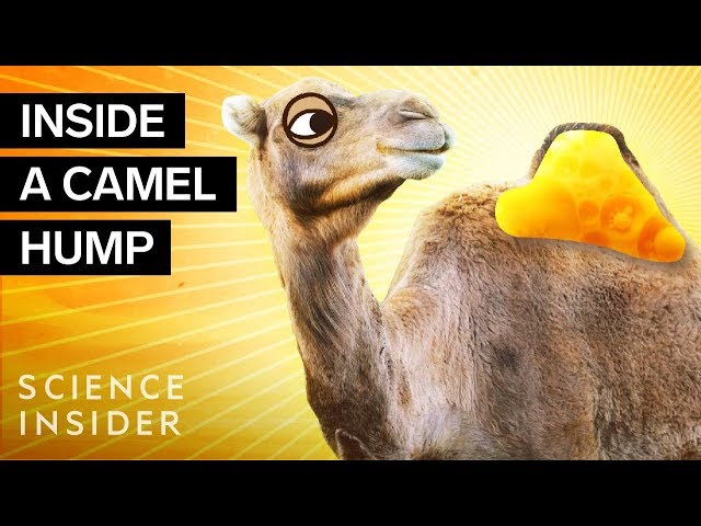 What's Inside A Camel Hump? 