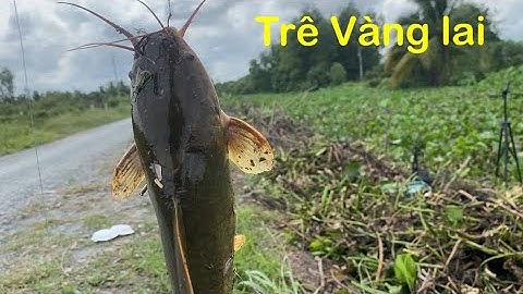 Câu cá rô đồng Tiếp tục hành trình Cầu kênh Ranh Đức hòa long an