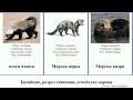 Бозайник, разред хищници, семейство порови язовец видра невестулка видри mammal японски норка южна