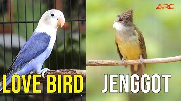 MASTERAN CUCAK JENGGOT VS LOVEBIRD