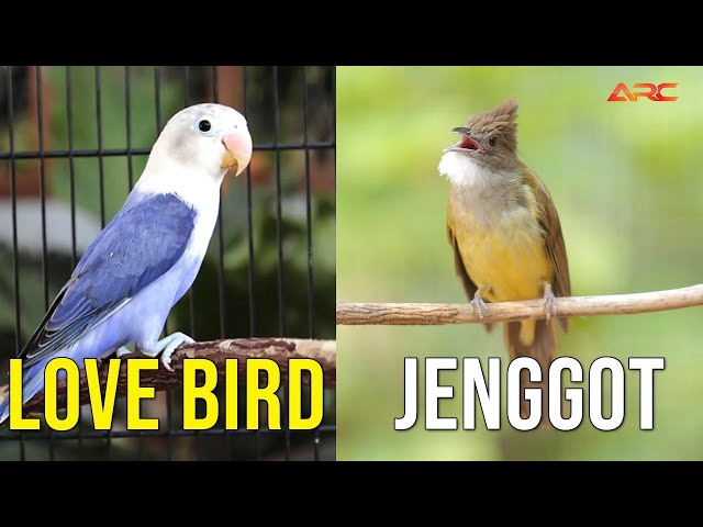 MASTERAN CUCAK JENGGOT VS LOVEBIRD class=