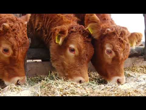 Video: Goveda i sitna goveda: karakteristike, rase