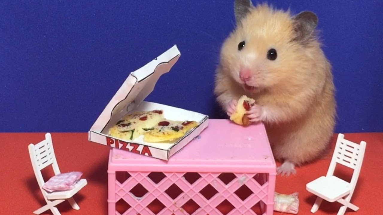 Featured image of post Imagens De Mini Hamster : Vei găsi cele mai bune imagini de stoc gratuite pentru interogarea mini hamster.
