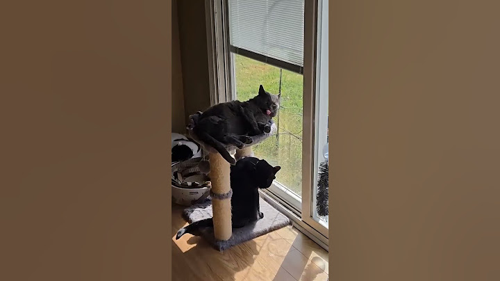 She found her identical twin😂😂 #cat #petsunited #funny #funnypets #funnycats #memes #cute #pets