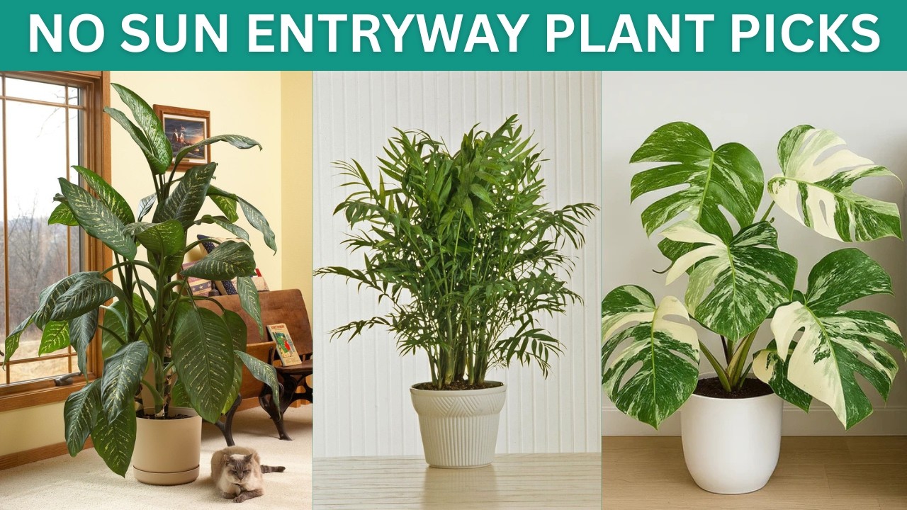11 Best Entryway Plants Survive Darkness | No Sun Entryway Plant Picks