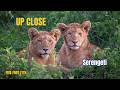 Serengeti | Life and Survival