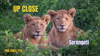 Serengeti | Life and Survival screenshot 1