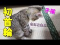 子猫に初めての首輪を買いました！どんな反応をするかな？