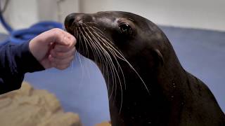 'Helping Hunter: A Sea Lion Story' by Aquarium Love Stories