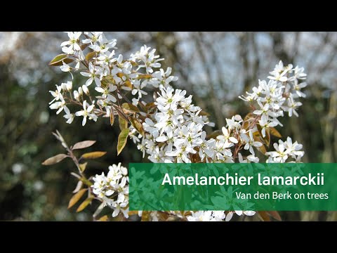 Video: Čo je to amelanchier strom?