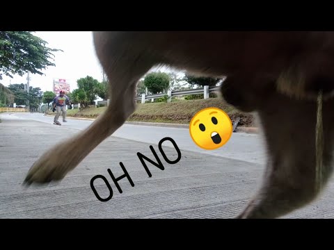 Street Dog Peed on my Camera | Skater vs Dog