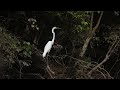 Burung Kuntul Besar Egretta alba di Alam liar