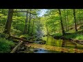 Serene River Water 🌿 Gentle Flowing Ambience for Sleep, Calm, and Meditation #775