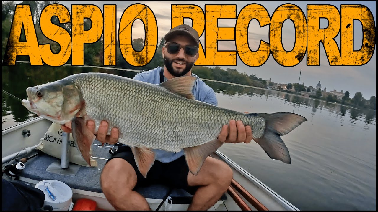 ASPIO RECORD...catture di autunno #daiwa #fishing #predatorfishing