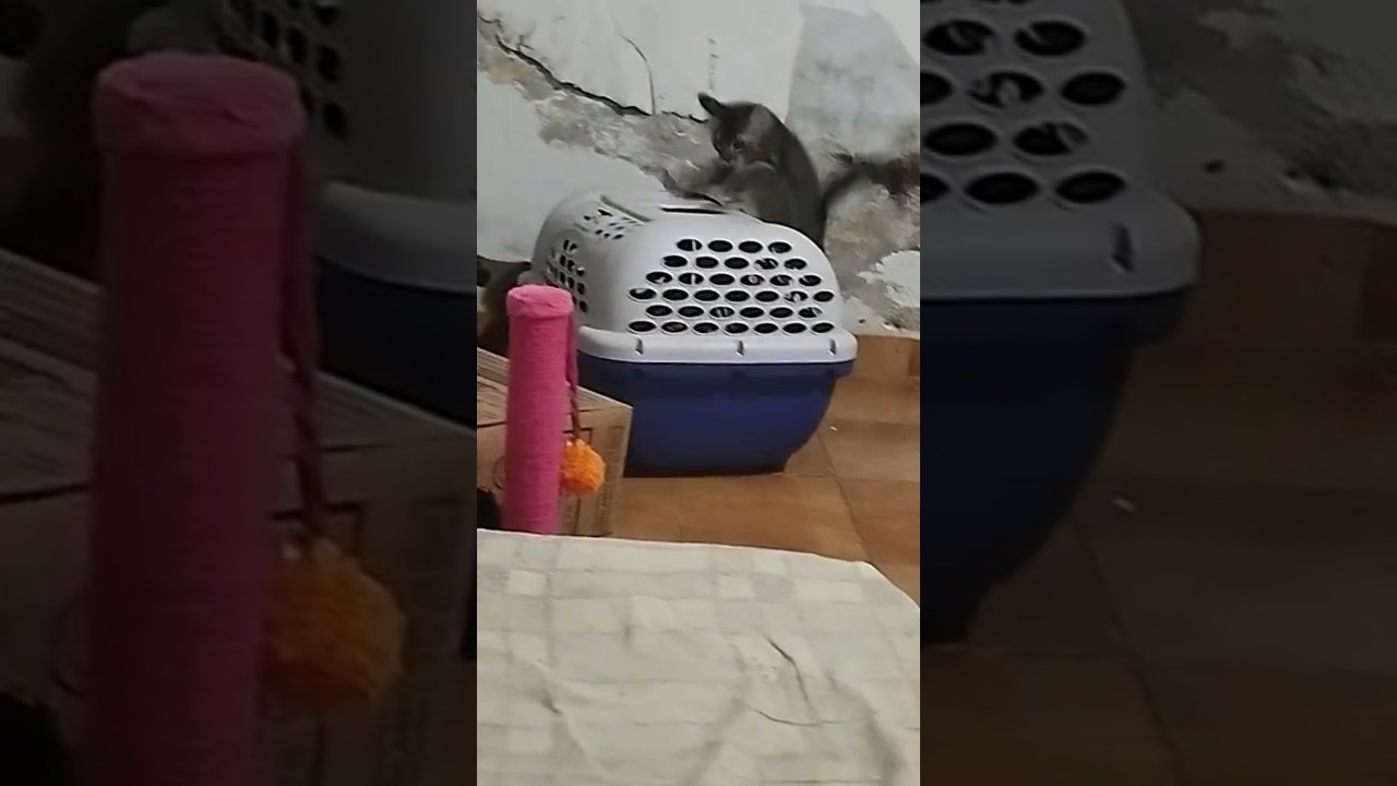 Só bagunça - 73 dias 🐈🐈‍⬛❤️ 