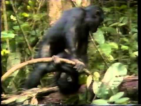 Video: Sjimpanse Bonobos