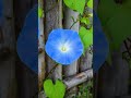 Types of Morning Glory Flowers #flowers #shorts #youtubeshorts