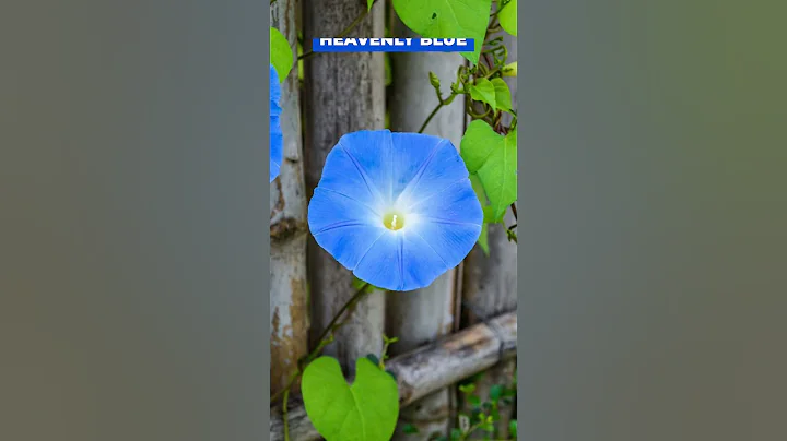 Types of Morning Glory Flowers #flowers #shorts #youtubeshorts - DayDayNews