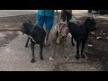 We Took Our Cane Corsos & Neapolitan Mastiff Puppy To The Lake の動画、YouTube動画。