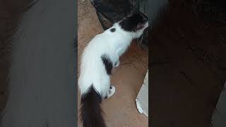 Anung Meron cute mamacat cat petlover