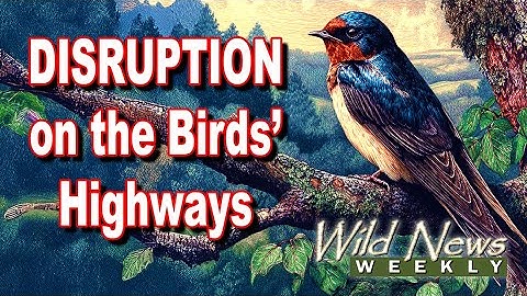 Flying Into Uncertainty: How Climate Change is Snarling the Traffic on ‘Bird Highways’