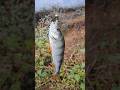 Будущий BIG-FISH #bigfish #fishing #fish #short #shortvideo #super #shorts