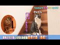 直接対面 後編 臆病な先住猫と元気な後輩猫の直接対面【restart ゆめきいEP09】 #保護猫#成長記録