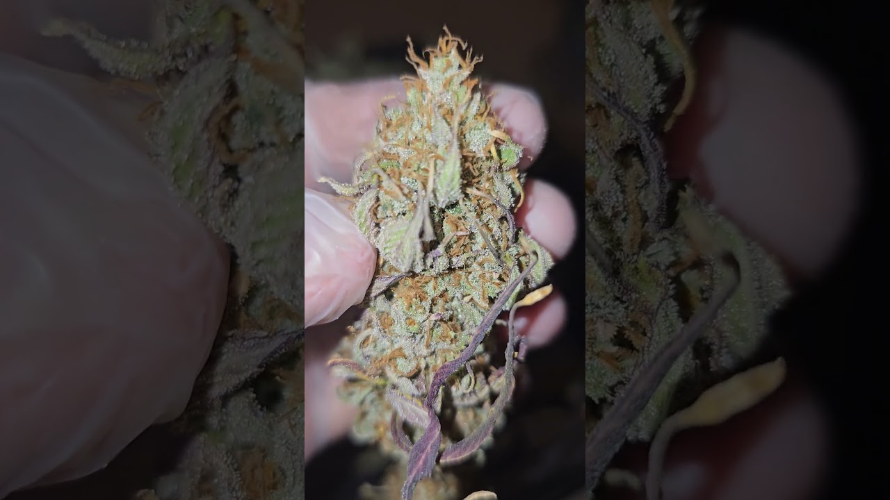 NFSOT/FEPO  trim day for Moby Dick from Barney's Farms