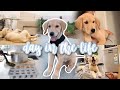 [PUPPY VLOG] DAY IN THE LIFE of my Golden Retriever! + Puppy Meal Prep 🥺